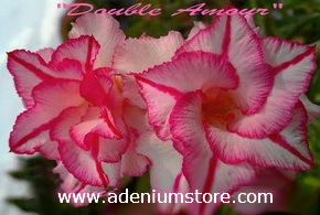 (image for) Adenium Seeds \'Double Amour\' 5 Seeds